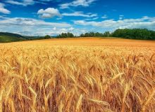 خرید تضمینی بیش از ۵۴ هزار تن گندم در مازندران