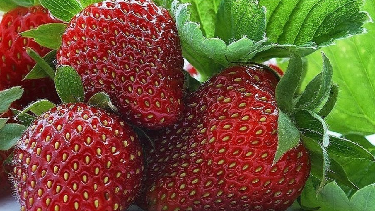 بابلسر قطب تولید نوبرانههای سرخ