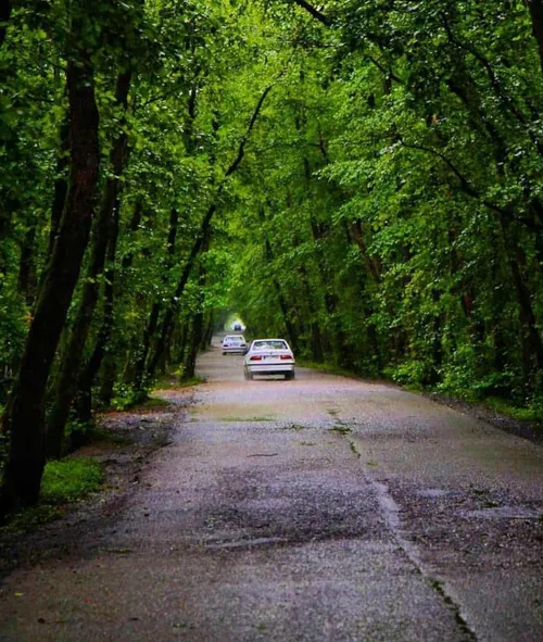 پارکهای جنگلی مازندران میزبان هموطنان در جنگ تحمیلی ۱۲ روزه