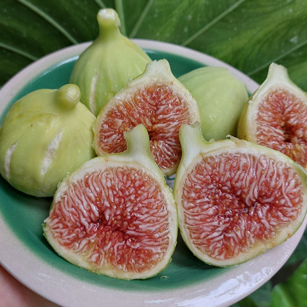 آیین شکرانه انجیر گلوگاه به عنوان مرغوبترین انجیر ایران