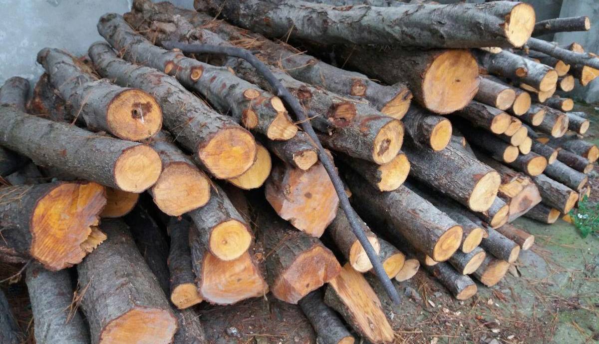 قاچاق چوب با تشکیل باند سازمان یافته