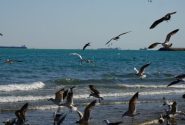 آوای کاکایی‌ها در سواحل مازندران؛ پرواز مهاجران سفیدبال